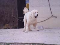 abruzzese guardian dog